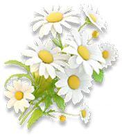 Lunar Daisy