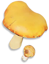Orange Cap